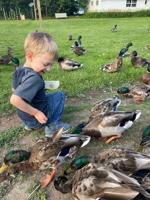 A smiling young child crouches on the lawn, surrounded by mallard ducks