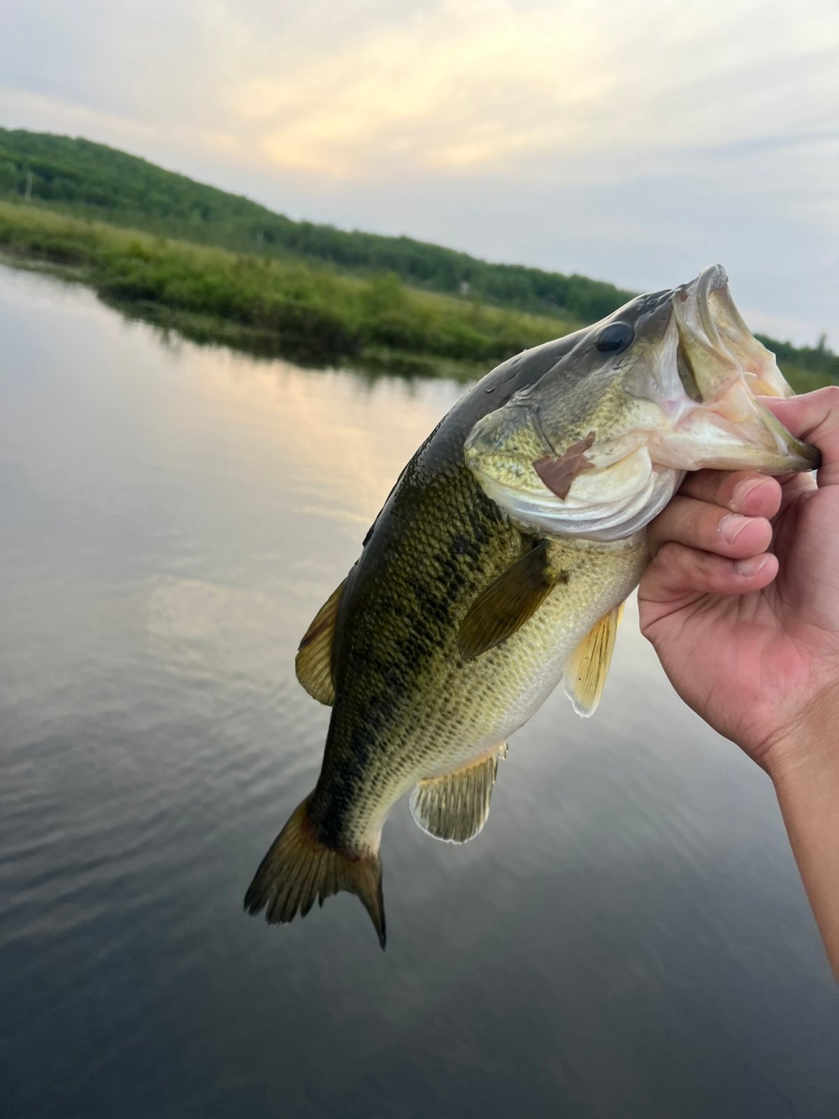 A fish held above calm water in the evening light