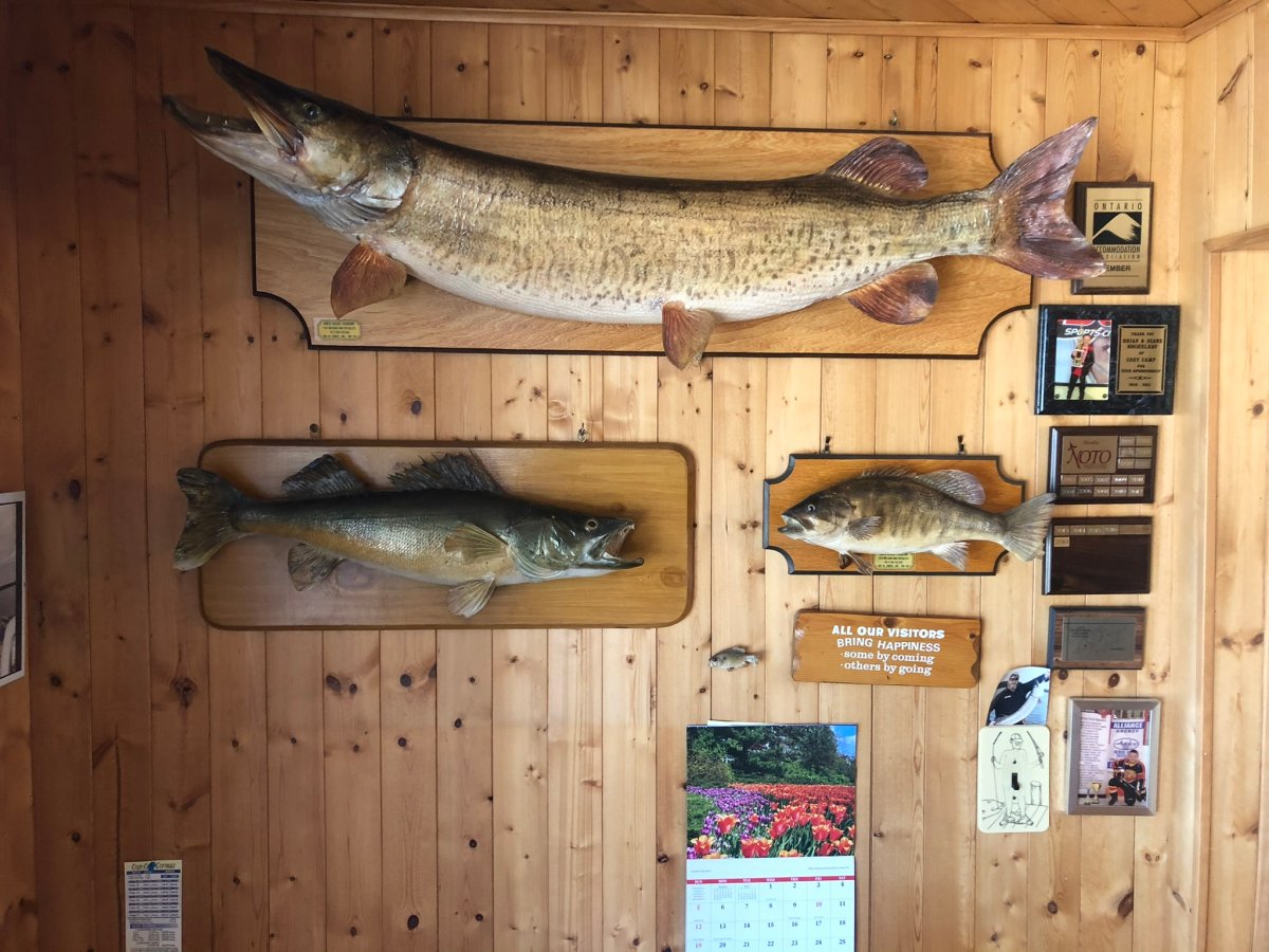 Mounted fish displayed on a wood-panelled wall