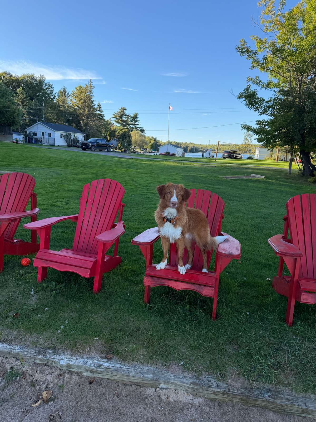 A red-and-white dog standing on the seat of a red Adirondack chair among others on the lawn, with white cottages and the lake behind