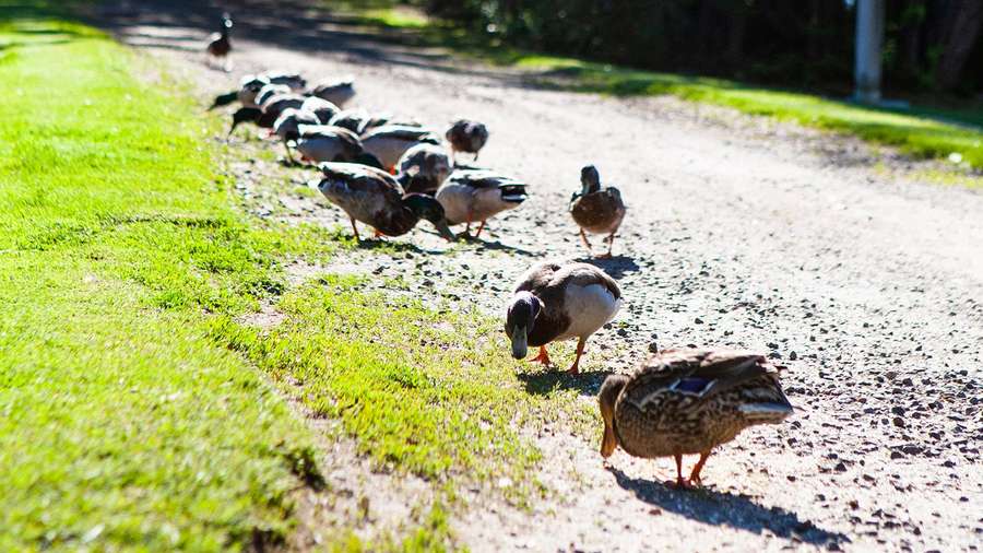 A line of ducks walking along a gravel lane in the camp