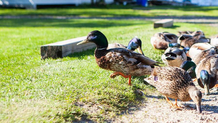 Mallard ducks on the grass at Cozy Camp