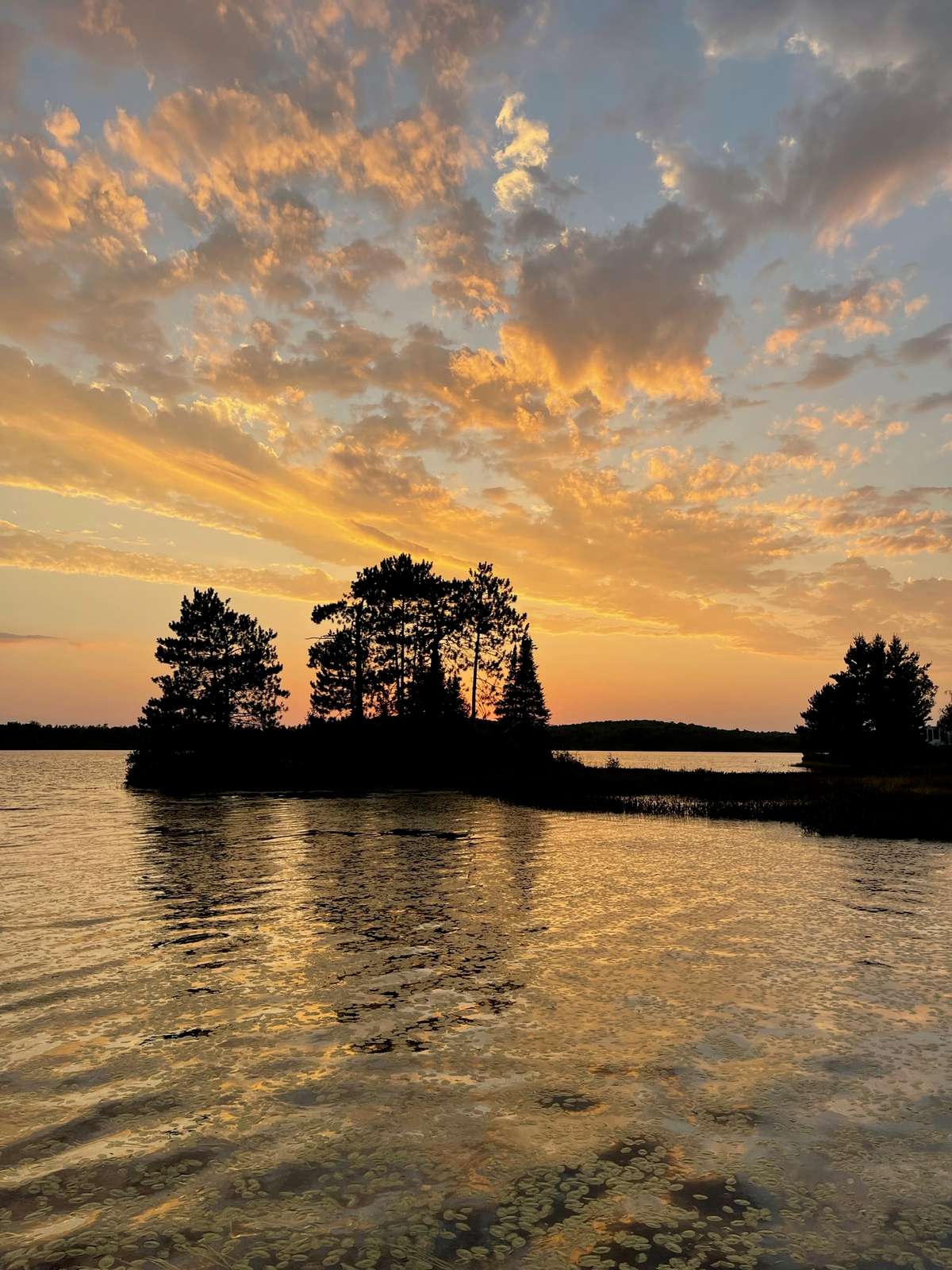 Tall pines on a small island silhouetted against a golden sunset sky full of clouds, reflected in rippled water dotted with lily pads