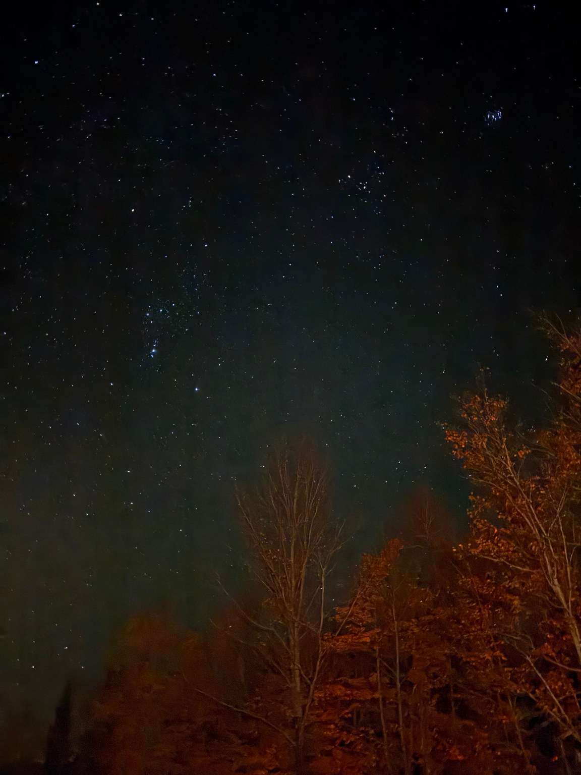 A night sky full of stars above autumn treetops lit orange from below, with a faint green glow of northern lights low on the left