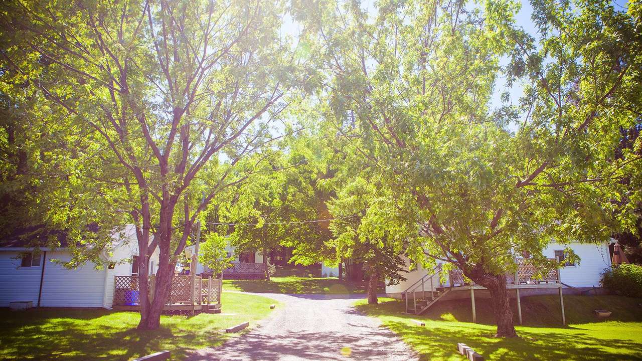 Leafy trees shading the lane past the cottages