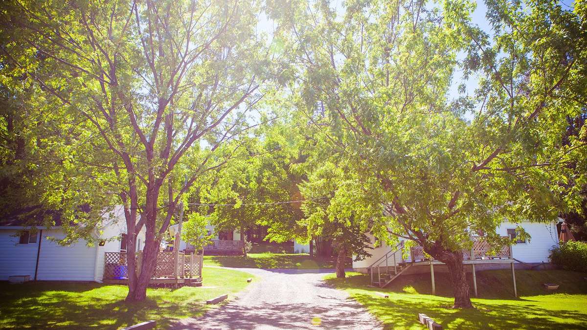 Leafy trees shading the lane past the cottages