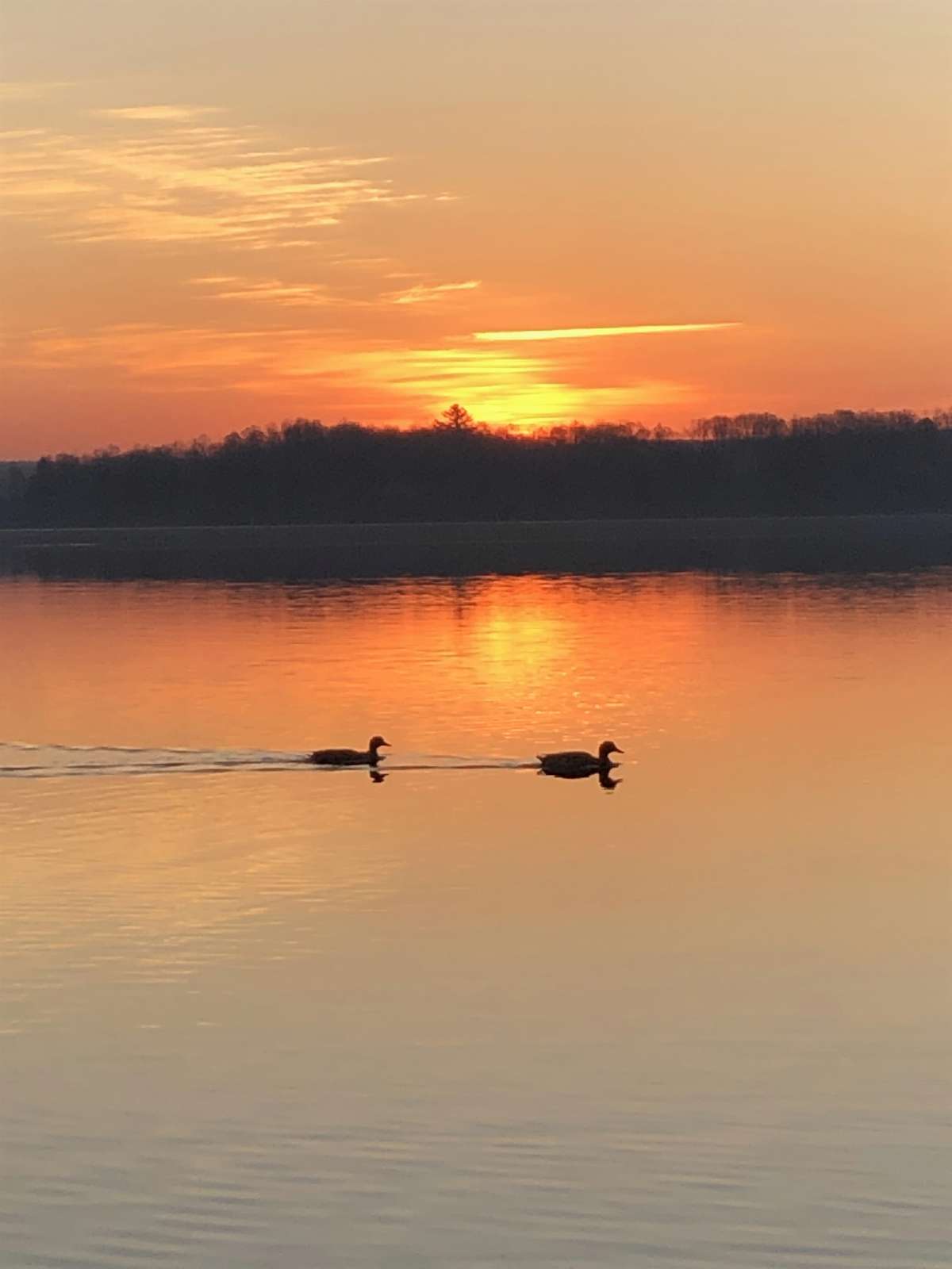 Two ducks swimming across a lake glowing orange, with the sun setting behind the treeline